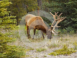 Elk Wapiti Bull Antlers Closeup