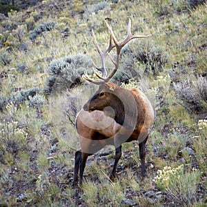 Elk or Wapiti (Cervus canadensis)