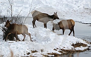 Elk or wapiti Cervus canadensis on the Wyoming-Colorado Border Winter