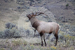 Elk (Wapiti), Cervus elephas,Mammoth Springs in Yellowstone National Park,USA