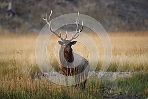 Elk (Wapiti), Cervus elephas, Yellowstone National Park, Wyoming, USA