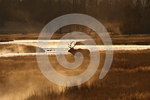 Elk (Wapiti), Cervus elephas, Yellowstone National Park, Wyoming, USA