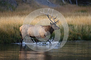 Elk (Wapiti), Cervus elephas, Yellowstone National Park, Wyoming, USA