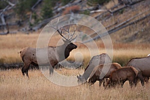 Elk (Wapiti), Cervus elephas, Yellowstone National Park, Wyoming, USA photo