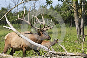 Elk - wapiti  in a conservation and wilderness area