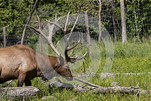 Elk - wapiti  in a conservation and wilderness area