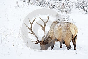 Elk or Wapiti feeding in snow