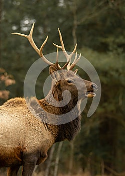 Elk Wapiti Gazing into the Distance