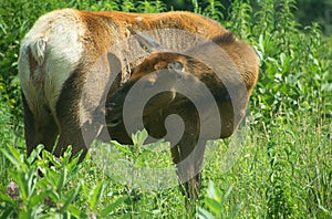 The elk, or wapiti is one of the largest species within the deer family,