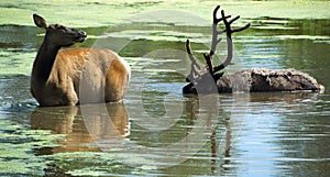 The elk, or wapiti is one of the largest species within the deer family,
