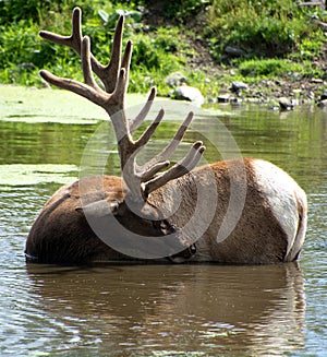 The elk, or wapiti is one of the largest species within the deer family,