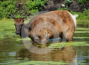 The elk, or wapiti is one of the largest species within the deer family