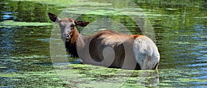 The elk, or wapiti is one of the largest species within the deer family