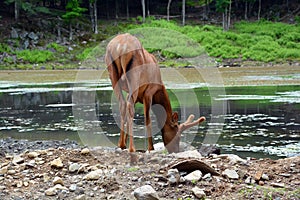 The elk, or wapiti is one of the largest species within the deer family, Cervidae, photo