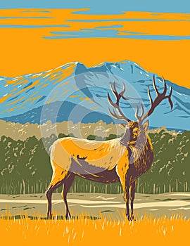 Elk or Wapiti in the Rocky Mountain National Park in Northern Colorado WPA Poster Art