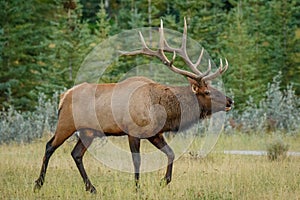 Elk wapiti v Canadian rockies searching for his rival