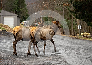 Elk Wapiti Walking on the Road