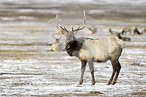 Elk or Wapiti in winter