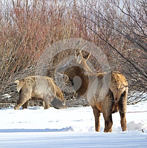 Elk or Wapiti in Winter on the Colorado-Wyoming Border