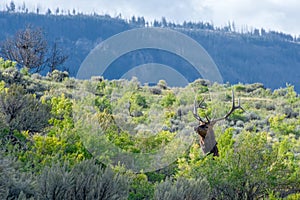 Elk or Wapiti in Yellowstone National Park