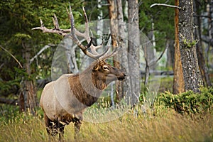 Elk wapiti in Yellowstone national park, US