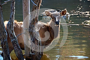 Elk in water