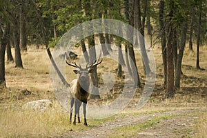 Elk in the Wilderness