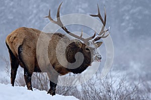 Elk In Winter