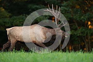 An Elk in Winter in Banff Canada