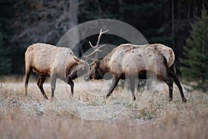 An elk in Winter in Banff Canada