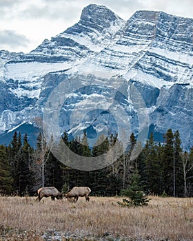 An elk in Winter in Banff Canada