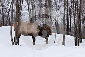 An elk in a winter forest