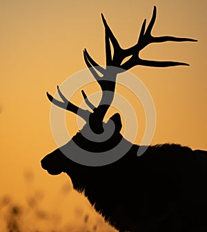 Elk in winter in Jasper, Canada