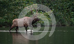 Elk in winter in Jasper, Canada