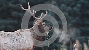 Elk in winter in Jasper, Canada Video Clip