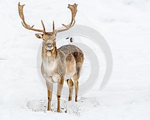 Elk in the Winter Wonderland