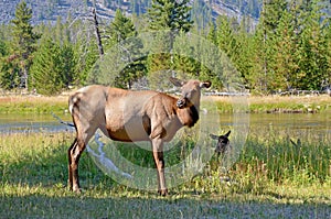 Elk In Yellowstone