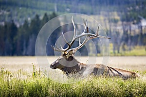 Elk in yellowstone photo