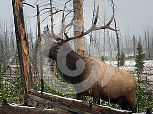 Elk in Yellowstone photo