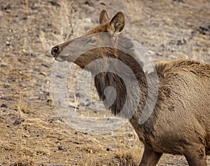 Elk Yellowstone February 2022