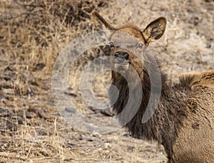 Elk Yellowstone February 2022