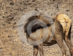 Elk Yellowstone February 2022