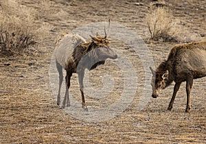 Elk Yellowstone February 2022