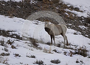 Elk Yellowstone February 2022