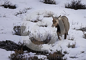Elk Yellowstone February 2022