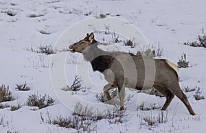 Elk Yellowstone February 2022