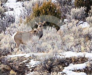 Elk Yellowstone February 2022