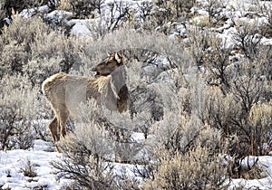 Elk Yellowstone February 2022