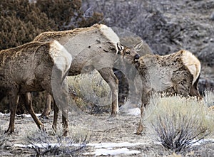 Elk Yellowstone February 2022