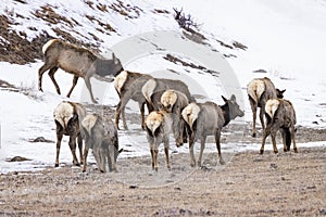 Elk Yellowstone February 2022